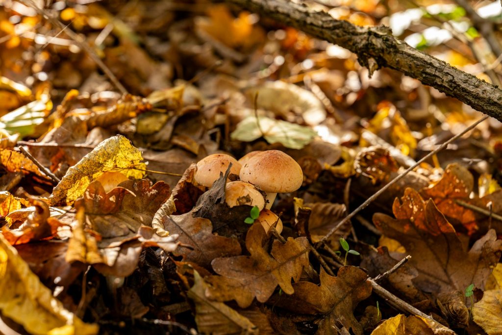 Carreiras Promissoras na Croácia: Como as Principais Corporações como Zagrebačka banka e Lidl Influenciam o Setor de Emprego - Melhores oportunidades de emprego na Croácia