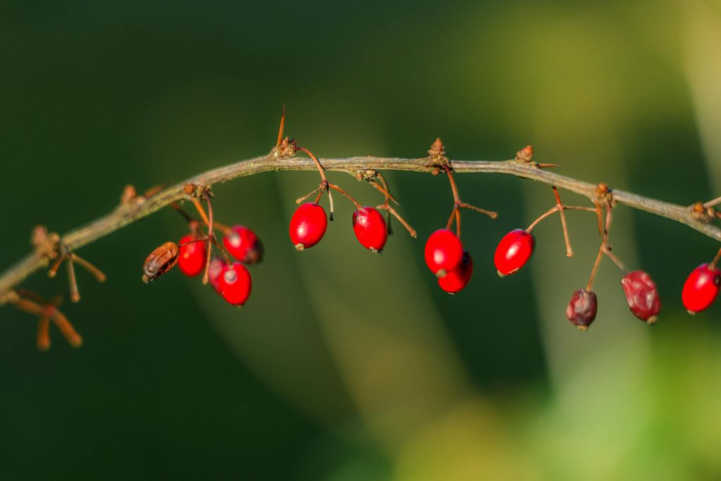 Como Funciona o TF Bank Gold: Entenda os Limites e Benefícios para Consumidores na Alemanha - Limite inicial do TF Bank Gold na Alemanha: quanto você pode receber